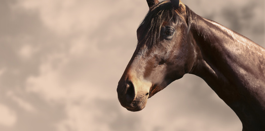 Image of Bay pet horse on blurred background, space for text. Banner design
