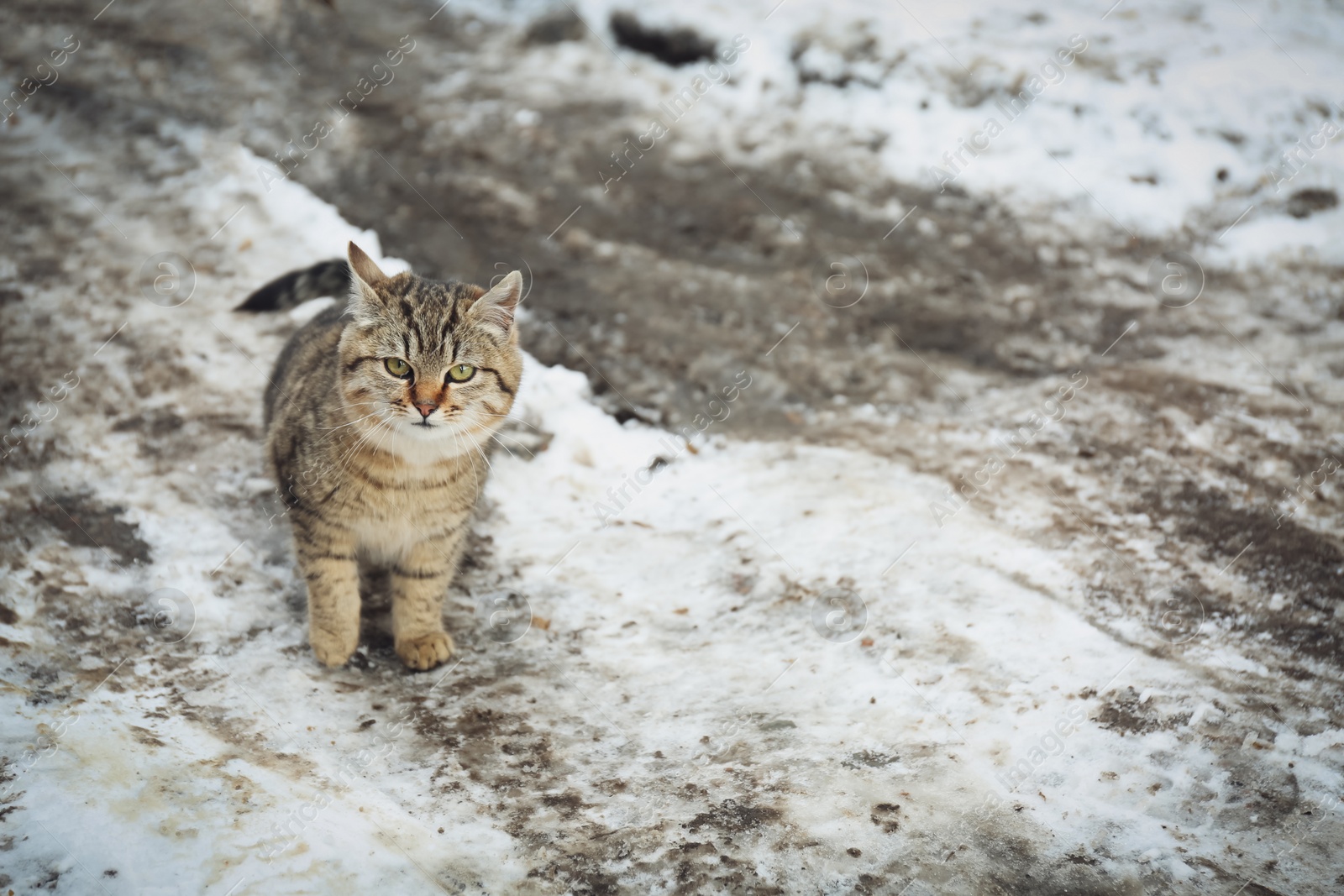 Photo of Homeless cat outdoors on winter day. Abandoned animal