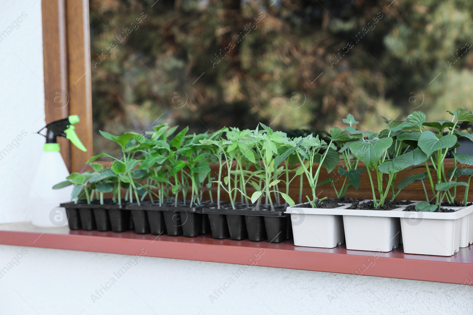 Photo of Seedlings growing in plastic containers with soil on windowsill