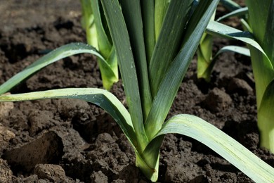 Fresh green leek growing in field on sunny day, closeup