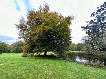 Photo of Green grass, beautiful pond and trees in park