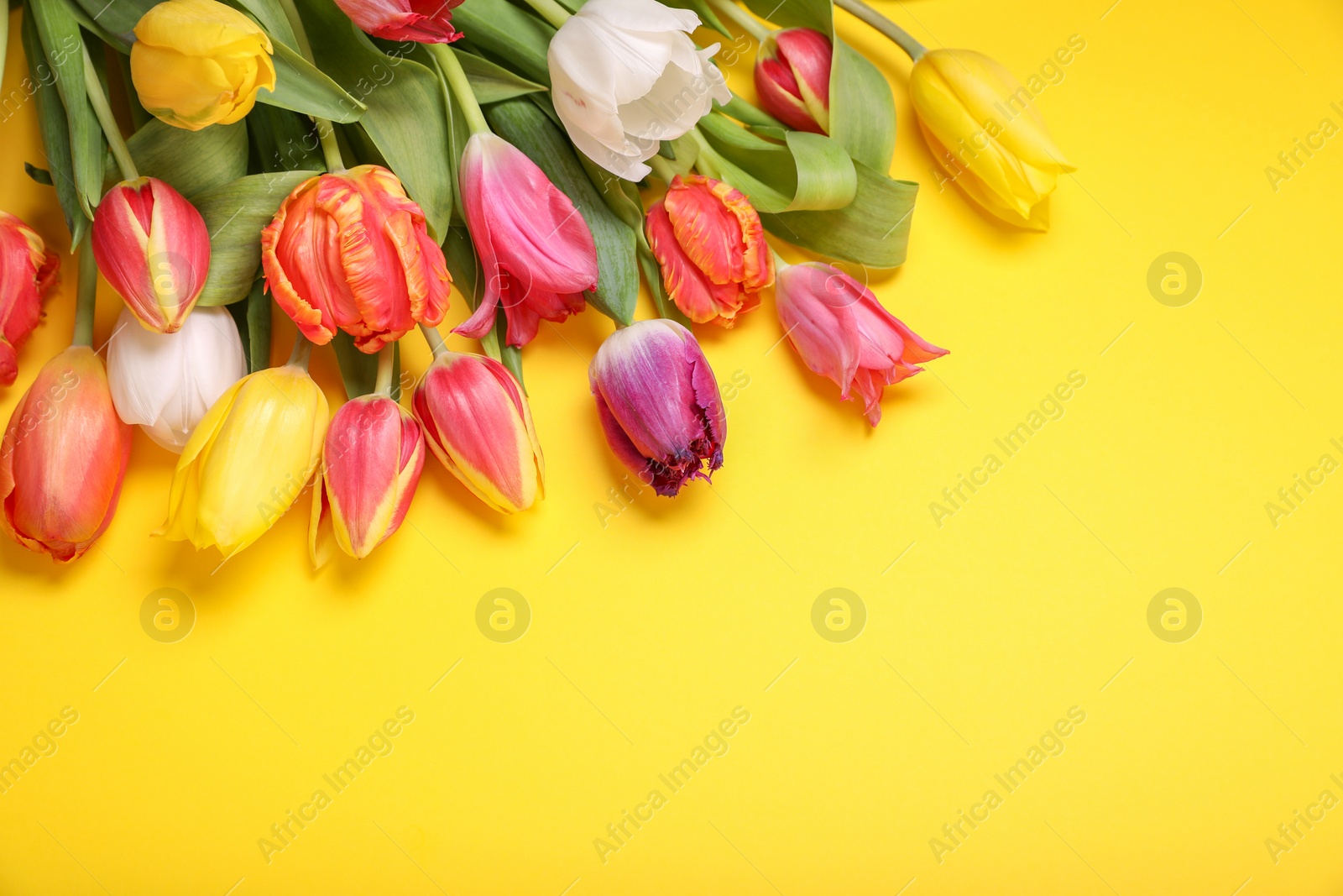 Photo of Beautiful colorful tulip flowers on yellow background, flat lay. Space for text