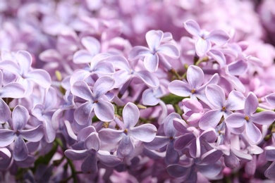 Beautiful blossoming lilac as background, closeup. Spring flowers