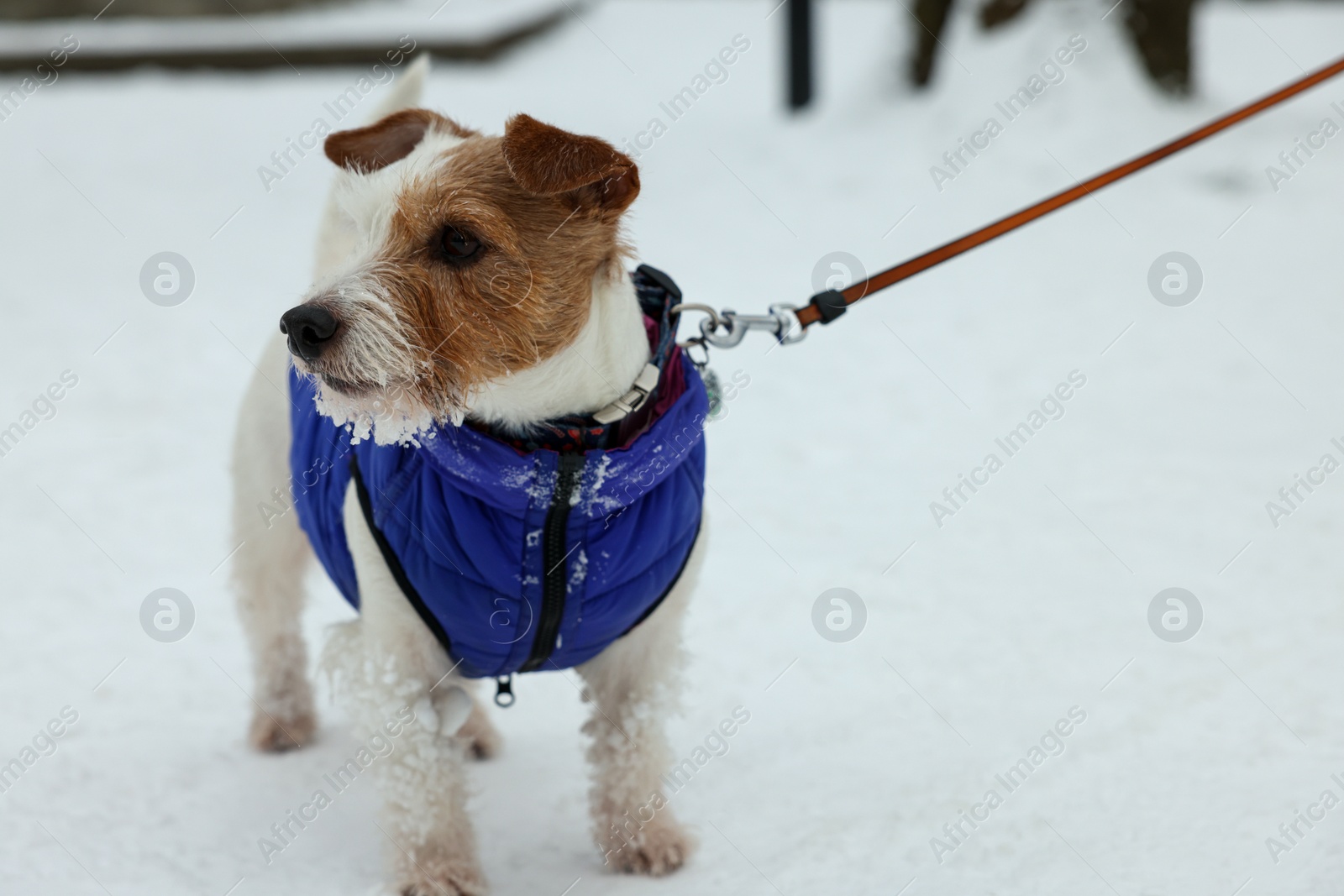 Photo of Cute Jack Russell Terrier in pet jacket on snow outdoors