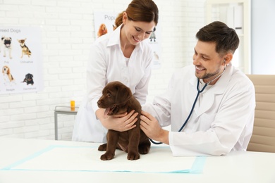 Veterinarian and his assistant examining cute Labrador puppy in clinic