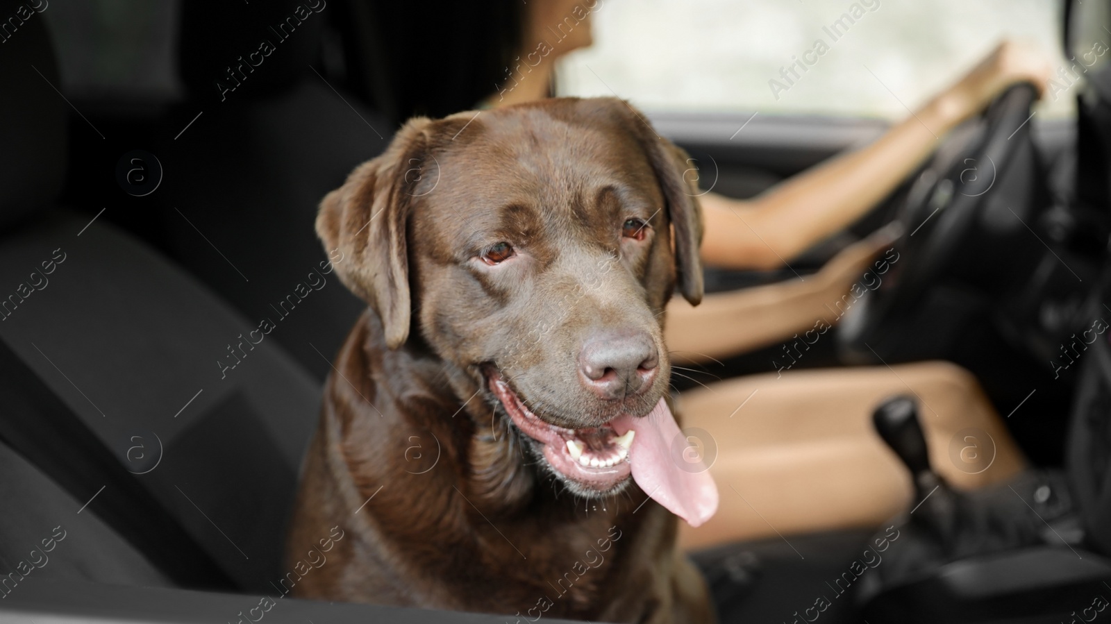 Photo of Funny Chocolate Labrador Retriever dog and young woman in modern car