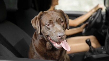 Photo of Funny Chocolate Labrador Retriever dog and young woman in modern car