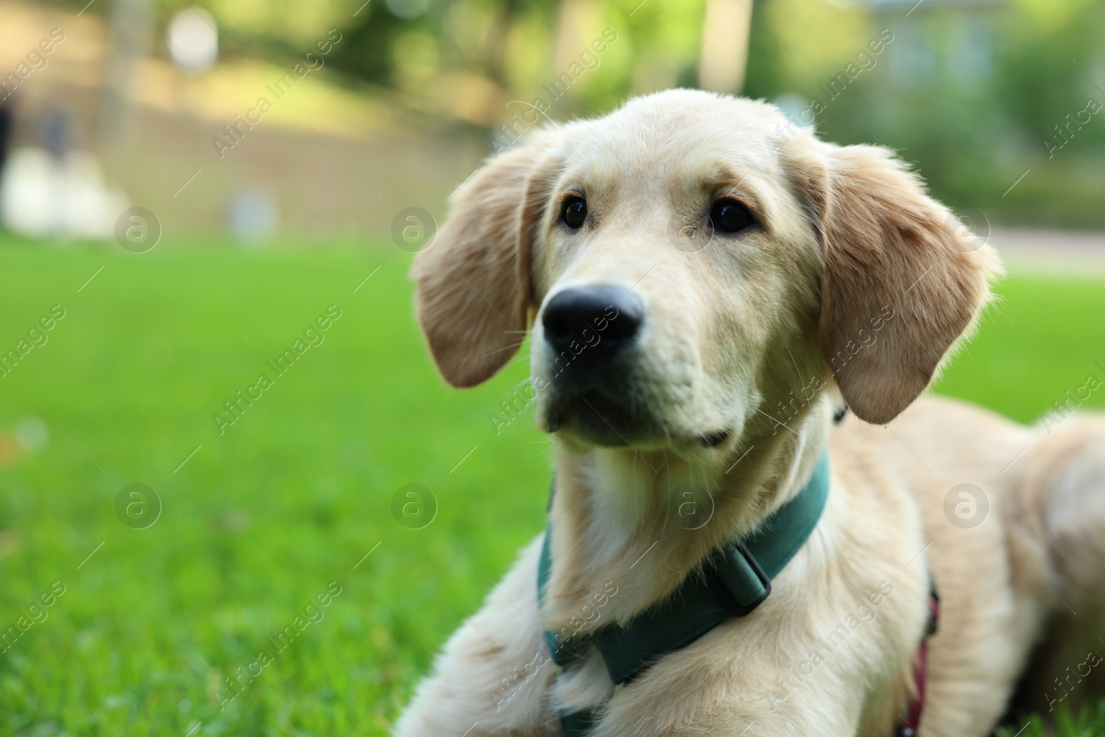 Photo of Cute Labrador Retriever puppy lying on green grass in park, closeup. Space for text