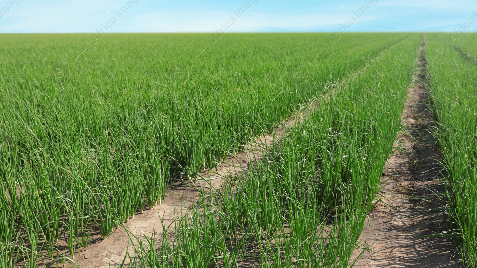 Photo of Young green onions in field on sunny day