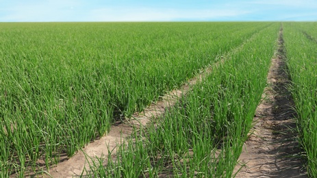 Photo of Young green onions in field on sunny day