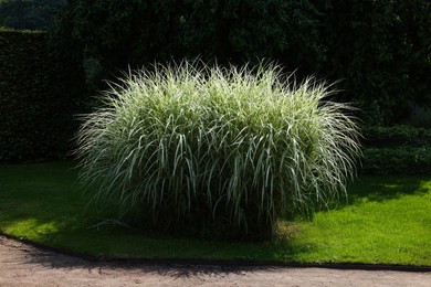 Photo of Beautiful perennial miscanthus plant growing in garden