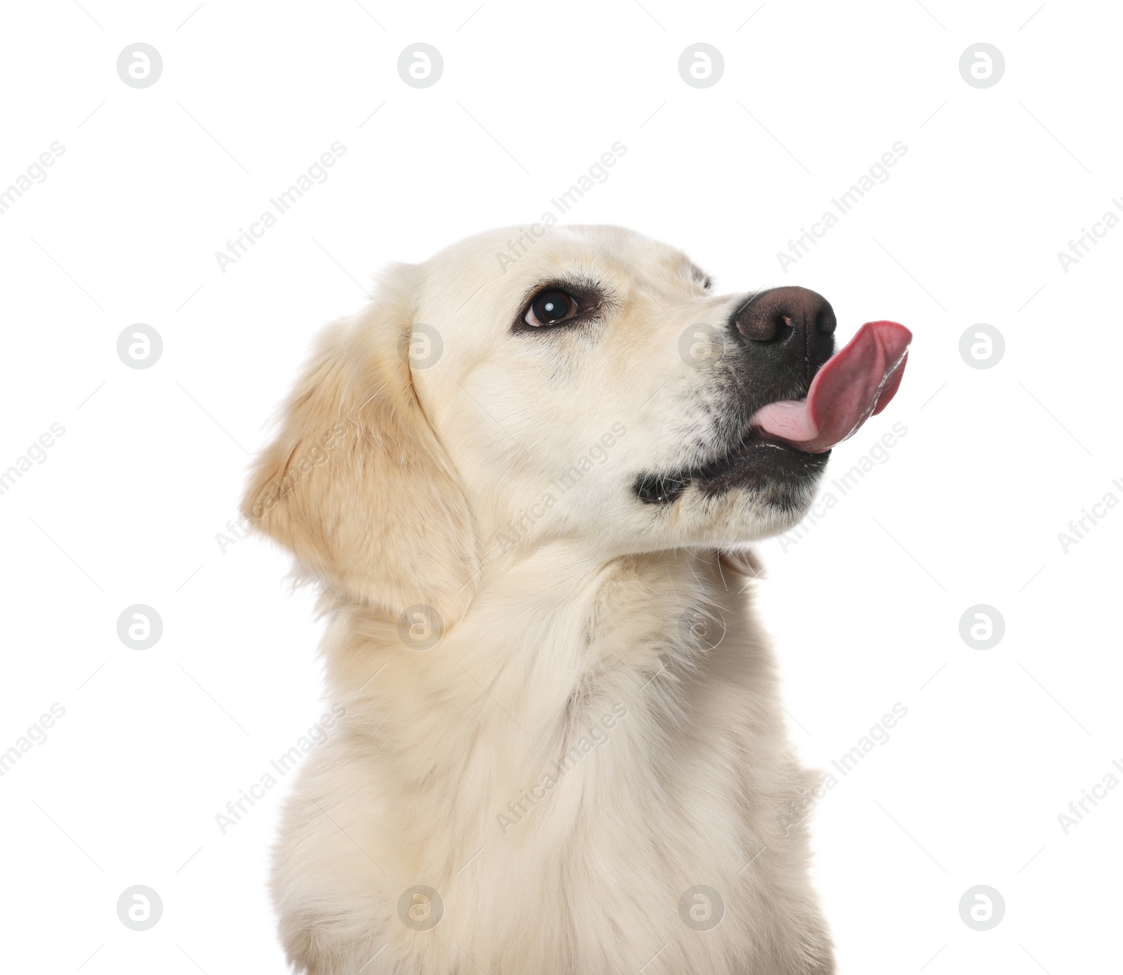 Photo of Cute Labrador Retriever showing tongue on white background