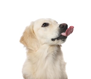 Cute Labrador Retriever showing tongue on white background