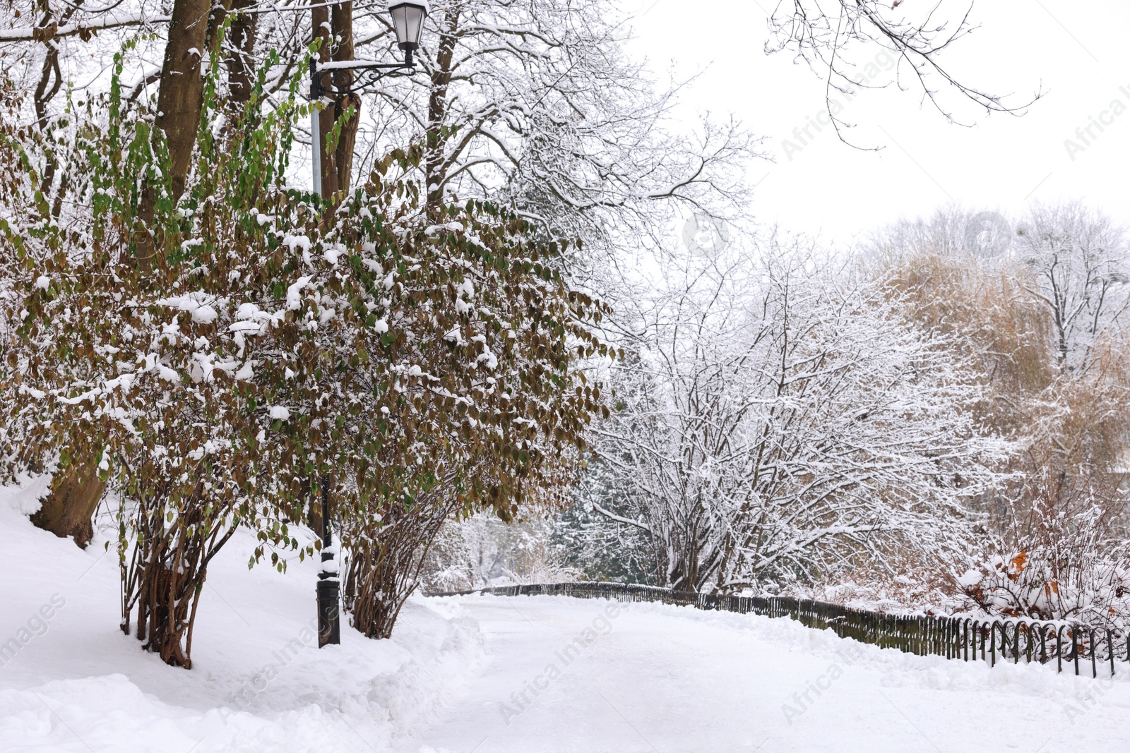 Photo of Trees covered with snow and pathway in winter park