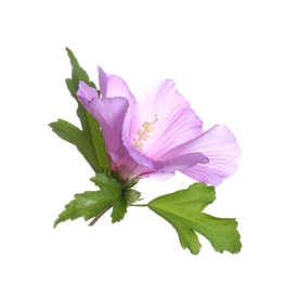 Photo of Beautiful tropical Hibiscus flower on white background