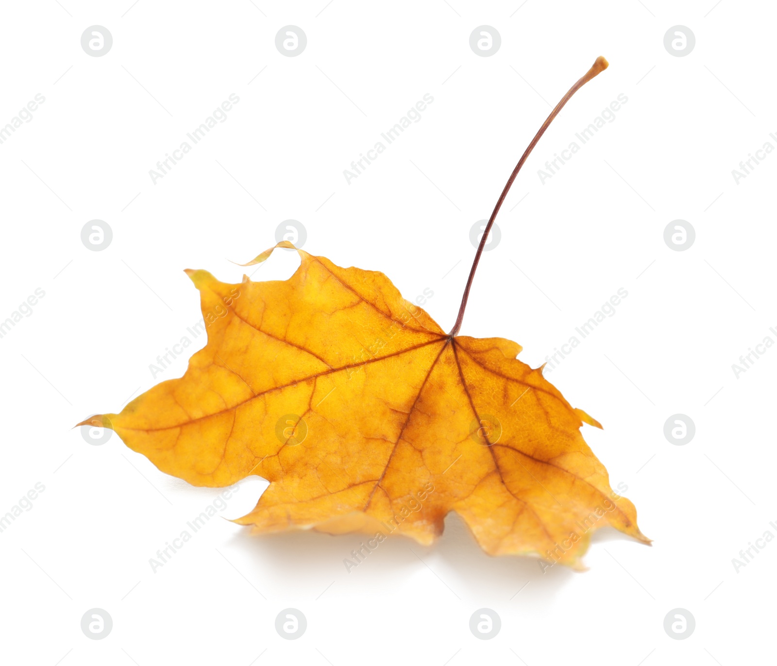 Photo of Beautiful autumn leaf on white background. Fall foliage