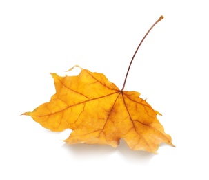 Photo of Beautiful autumn leaf on white background. Fall foliage