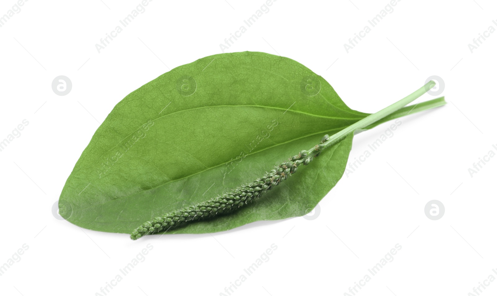 Photo of Green broadleaf plantain leaf and seeds on white background