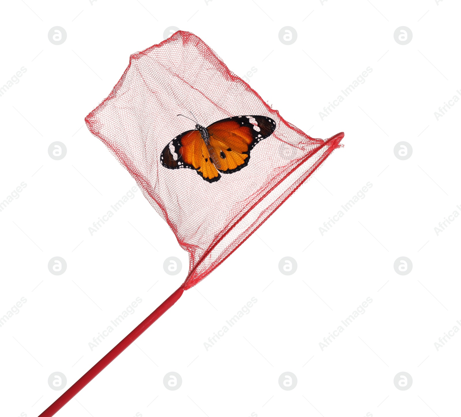 Image of Beautiful monarch butterfly in net on white background