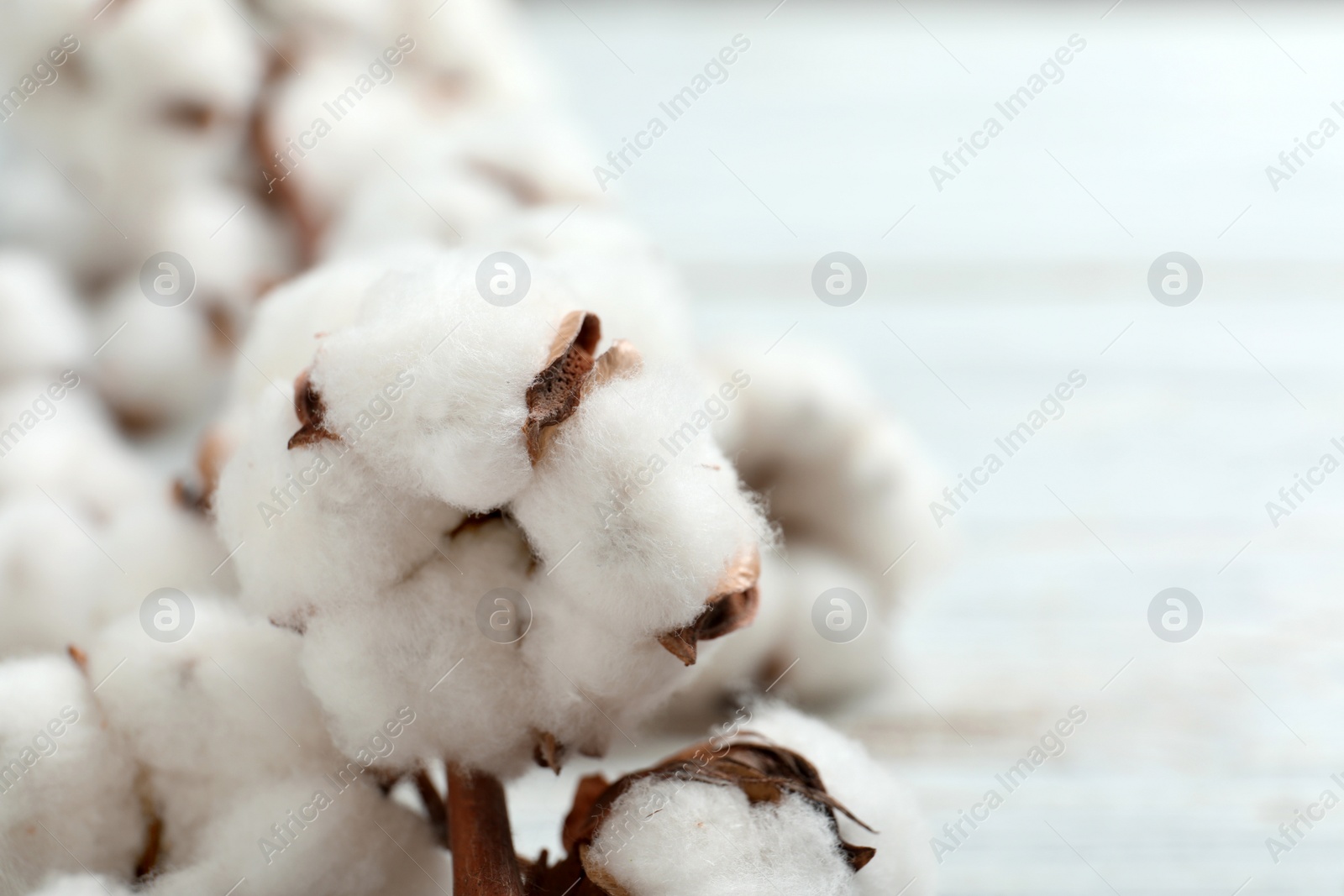 Photo of Fluffy cotton flowers on white wooden background, closeup