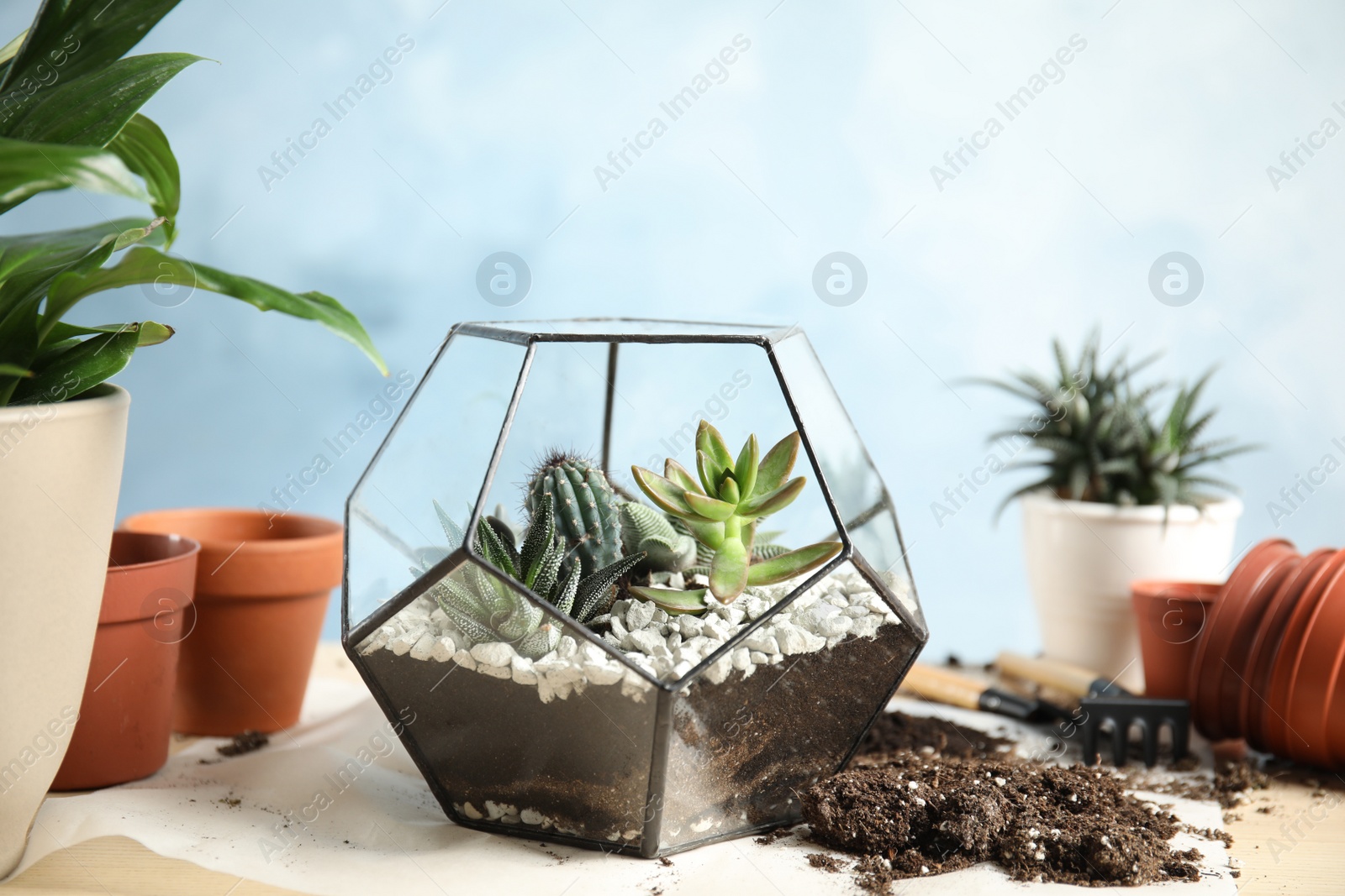 Photo of Florarium with succulents on table. Transplanting home plants