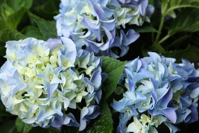 Photo of Beautiful hortensia plant with light blue flowers, closeup