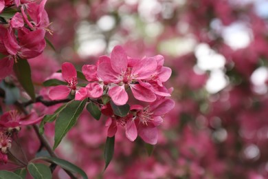 Photo of Beautiful cherry tree with pink blossoms outdoors, closeup. Spring season