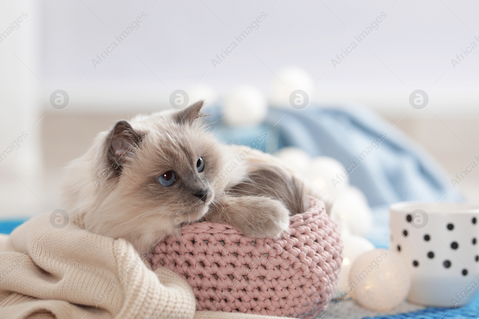 Photo of Cute cat with knitted blanket in basket at home. Warm and cozy winter