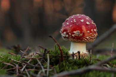 Wild mushroom growing in grass outdoors, closeup. Space for text