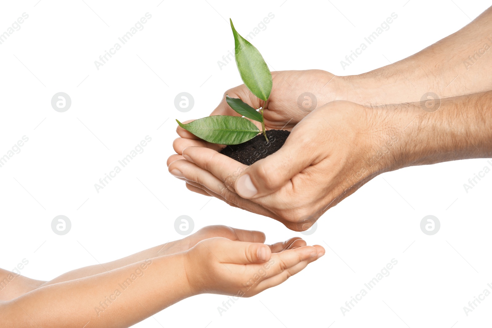 Photo of Man passing soil with green plant to his child on white background. Family concept