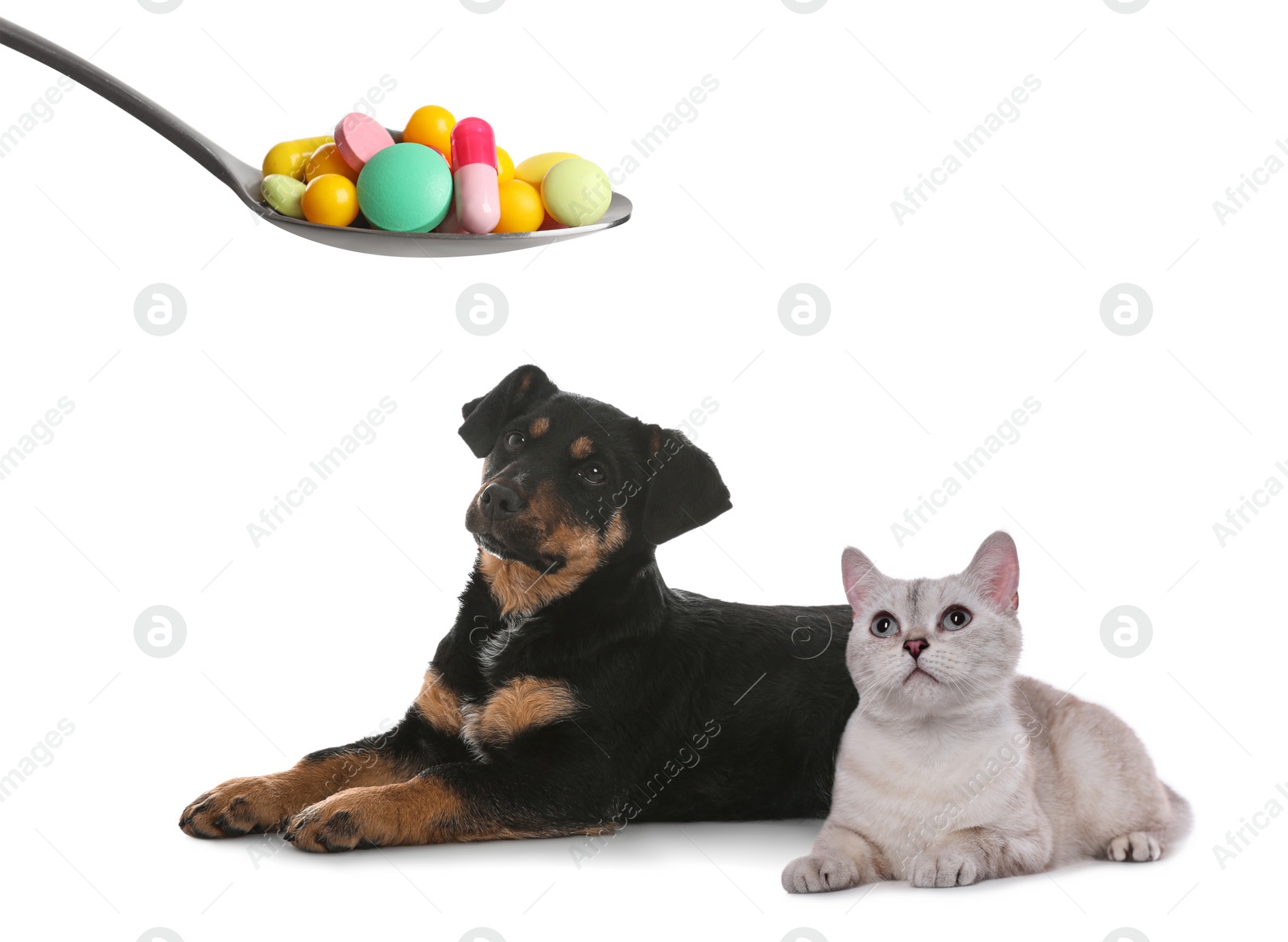 Image of Vitamins for pets. Cute dog, cat and spoon with different pills on white background