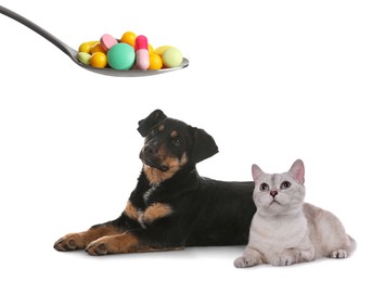 Vitamins for pets. Cute dog, cat and spoon with different pills on white background