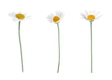 Image of Set of beautiful chamomile flowers on white background 