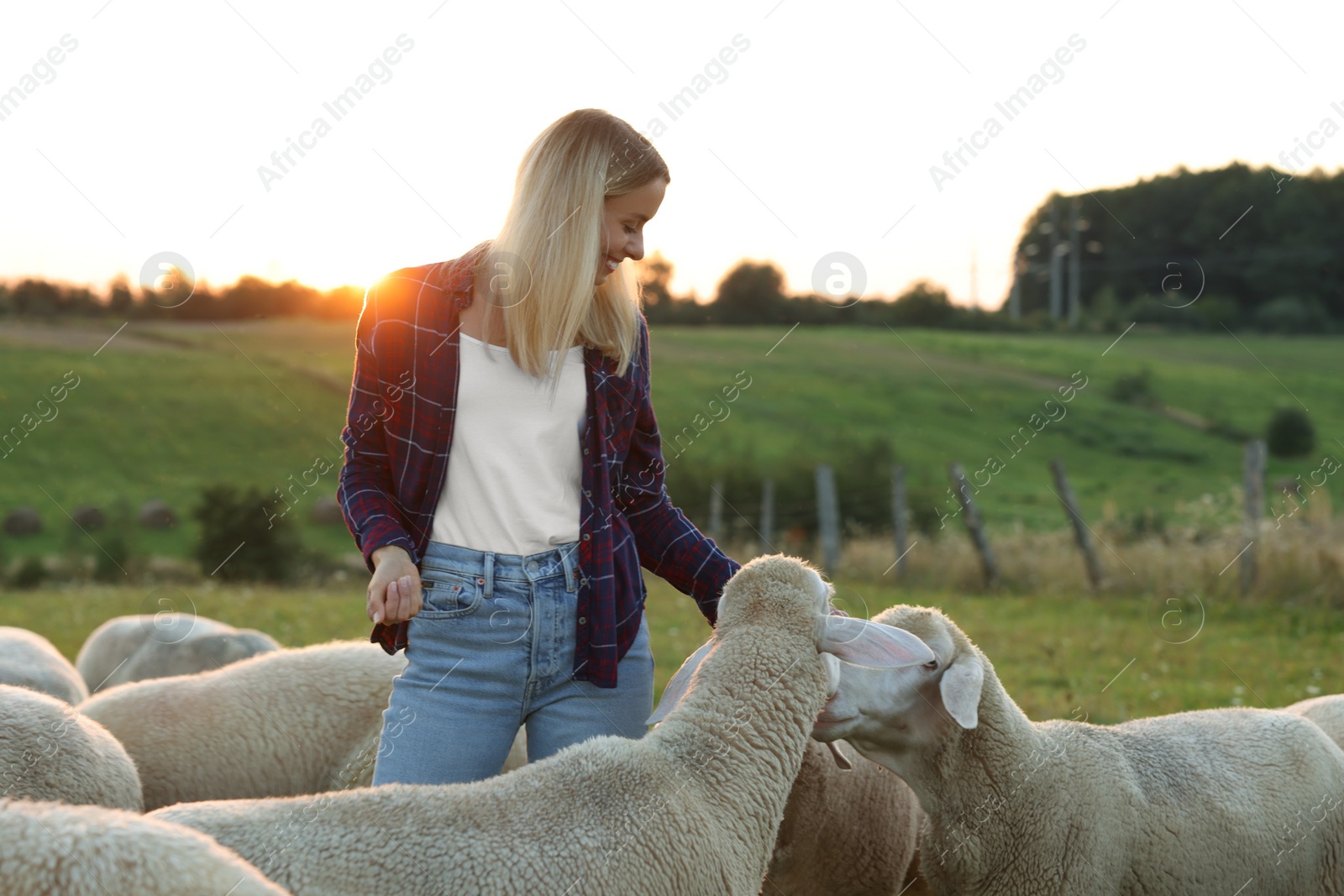 Photo of Smiling woman feeding cute sheep on pasture. Farm animals