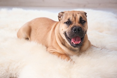 Photo of Cute dog lying on light fuzzy carpet at home