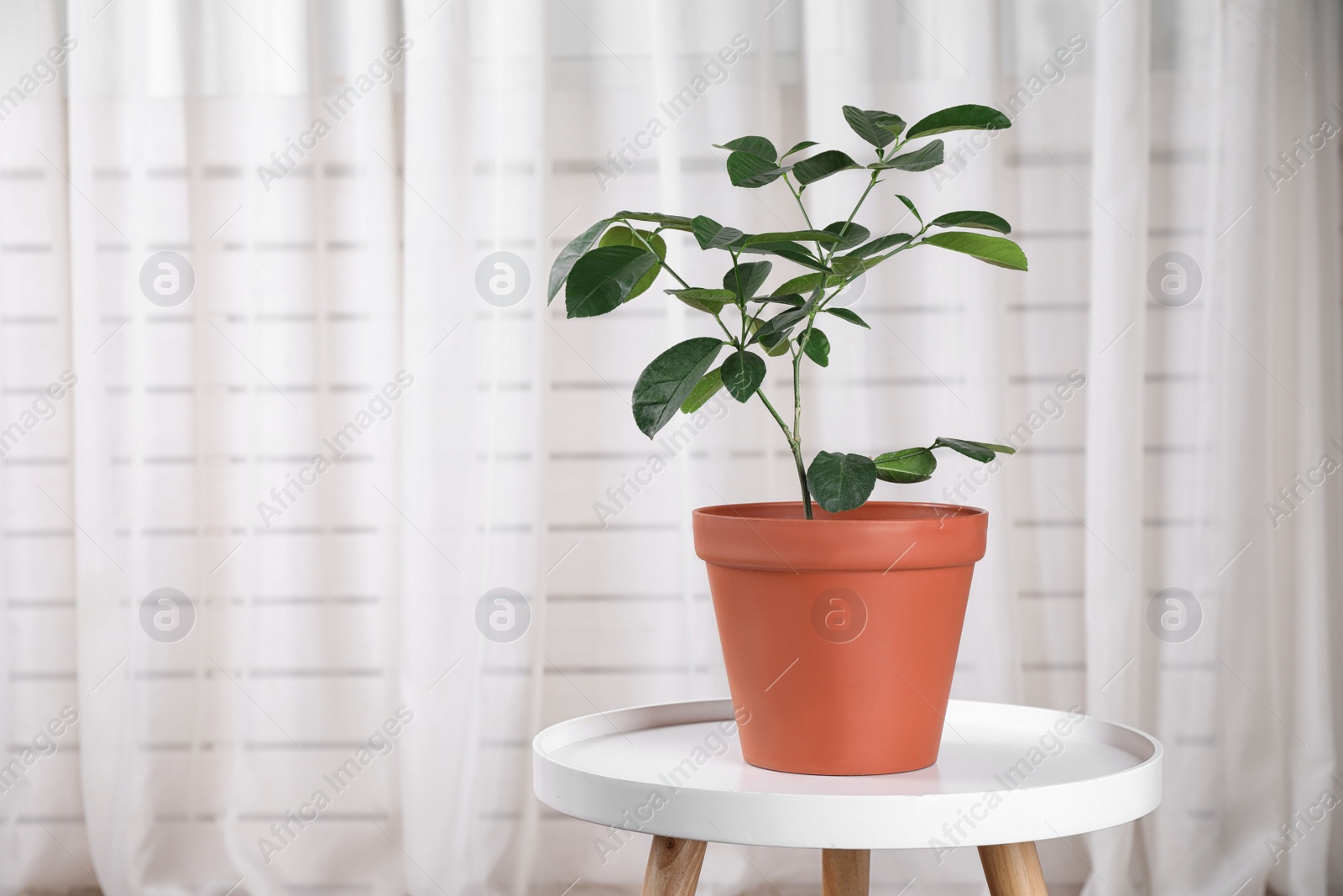 Photo of Potted lemon tree on white table near light curtain, space for text