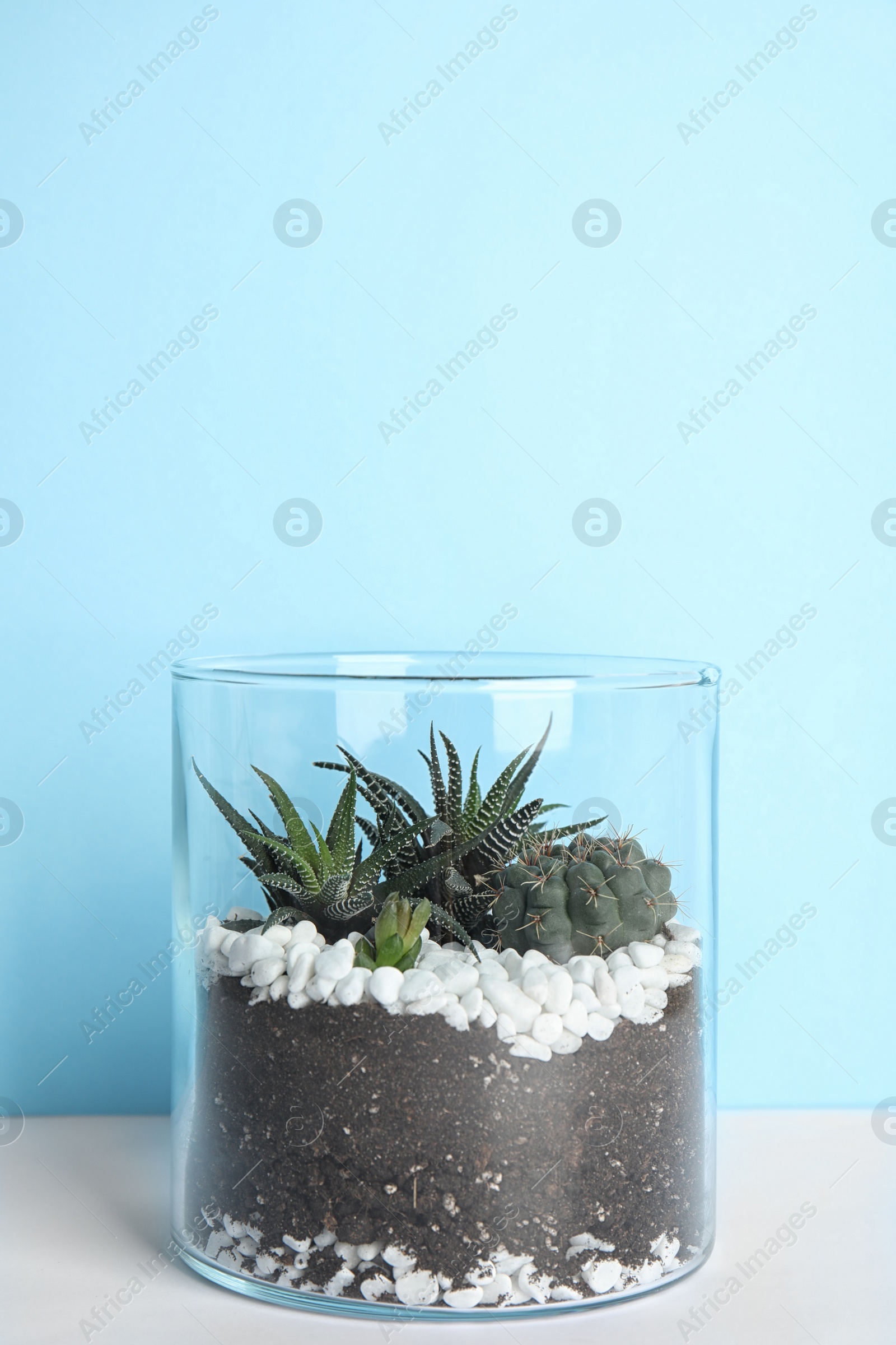 Photo of Glass florarium with different succulents on color background, space for text