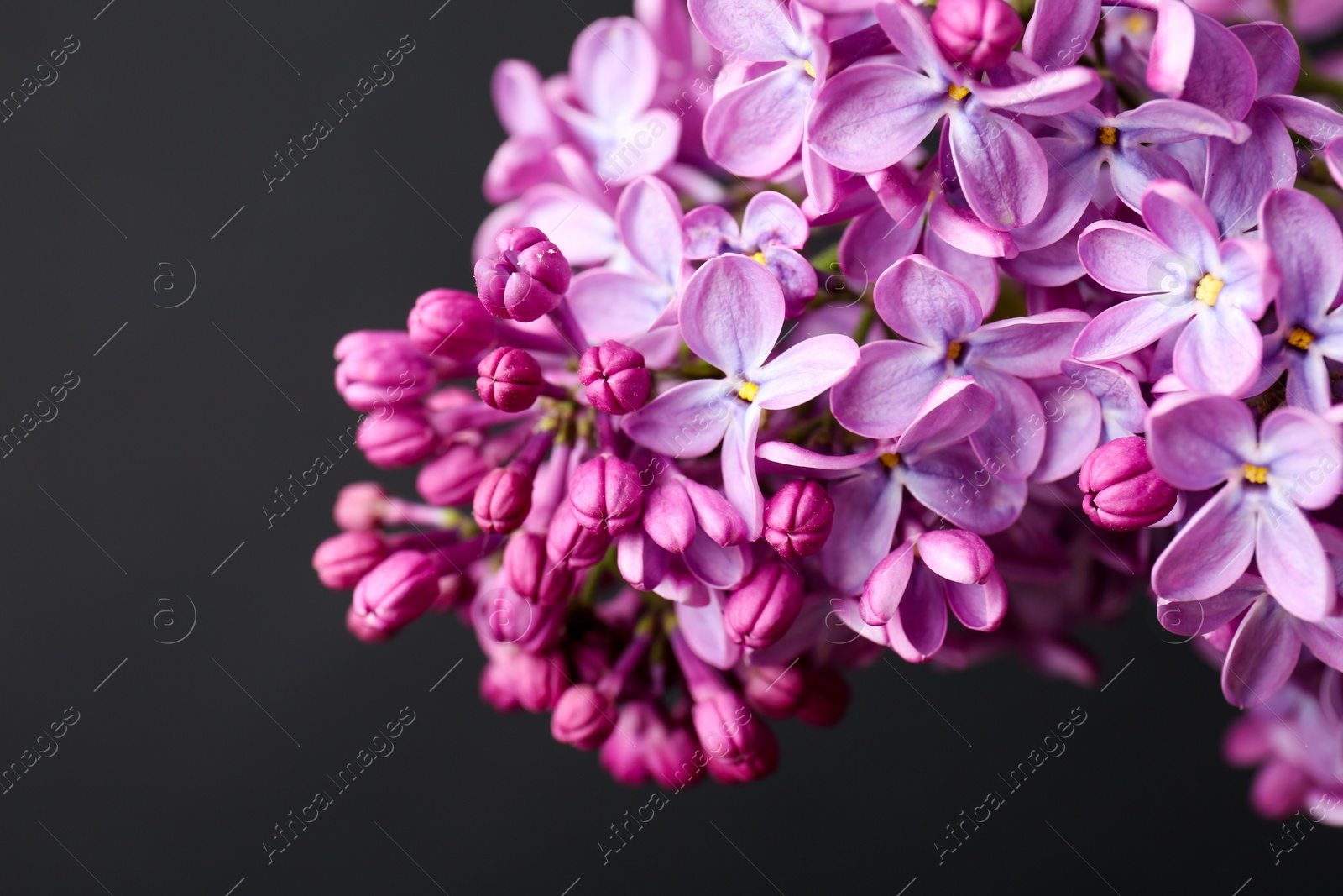 Photo of Beautiful blossoming lilac on dark background. Spring flowers