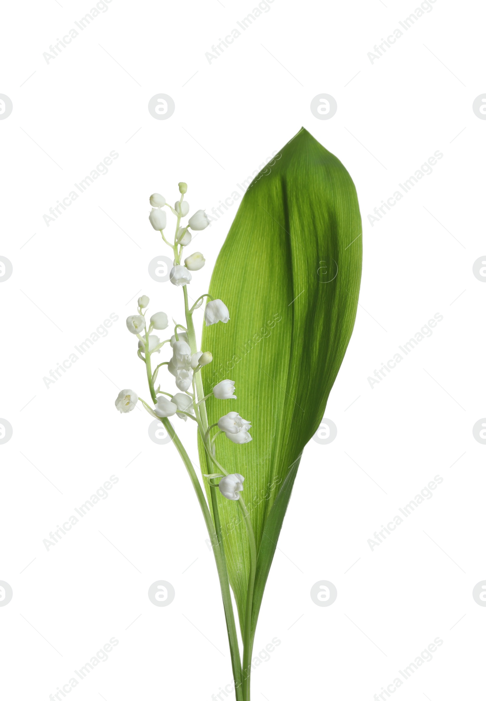 Photo of Beautiful lily of the valley flowers with green leaf on white background