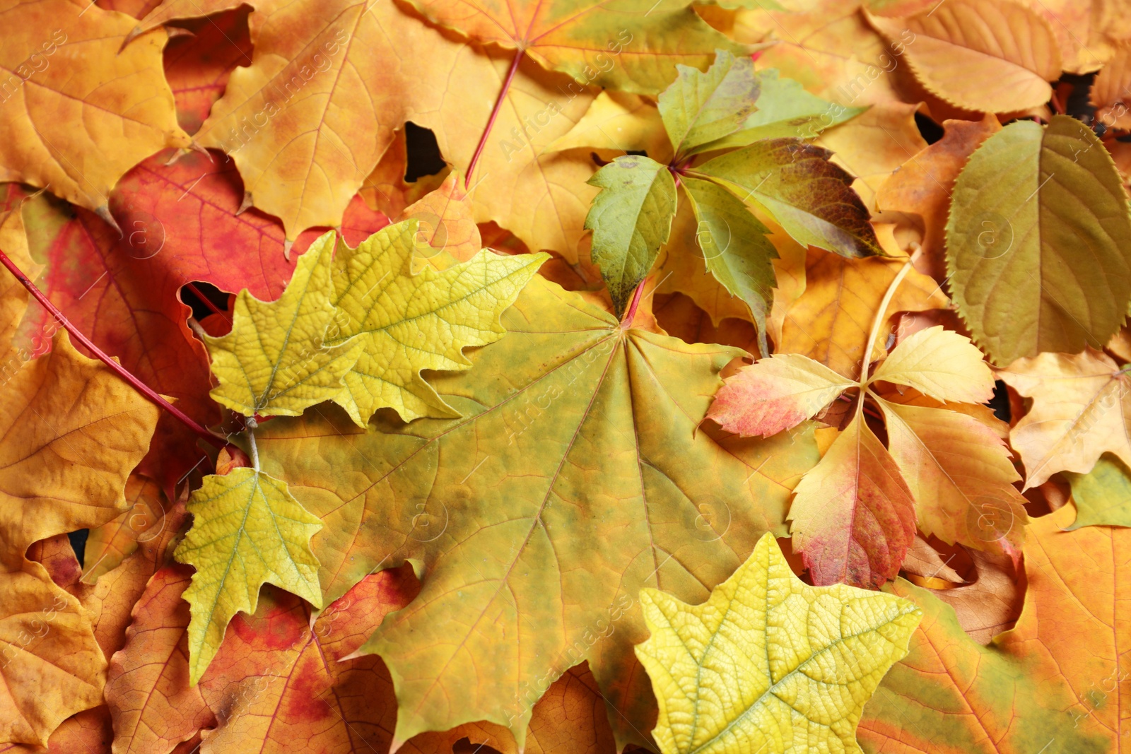 Photo of Many autumn leaves as background, top view