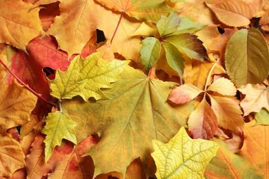 Many autumn leaves as background, top view