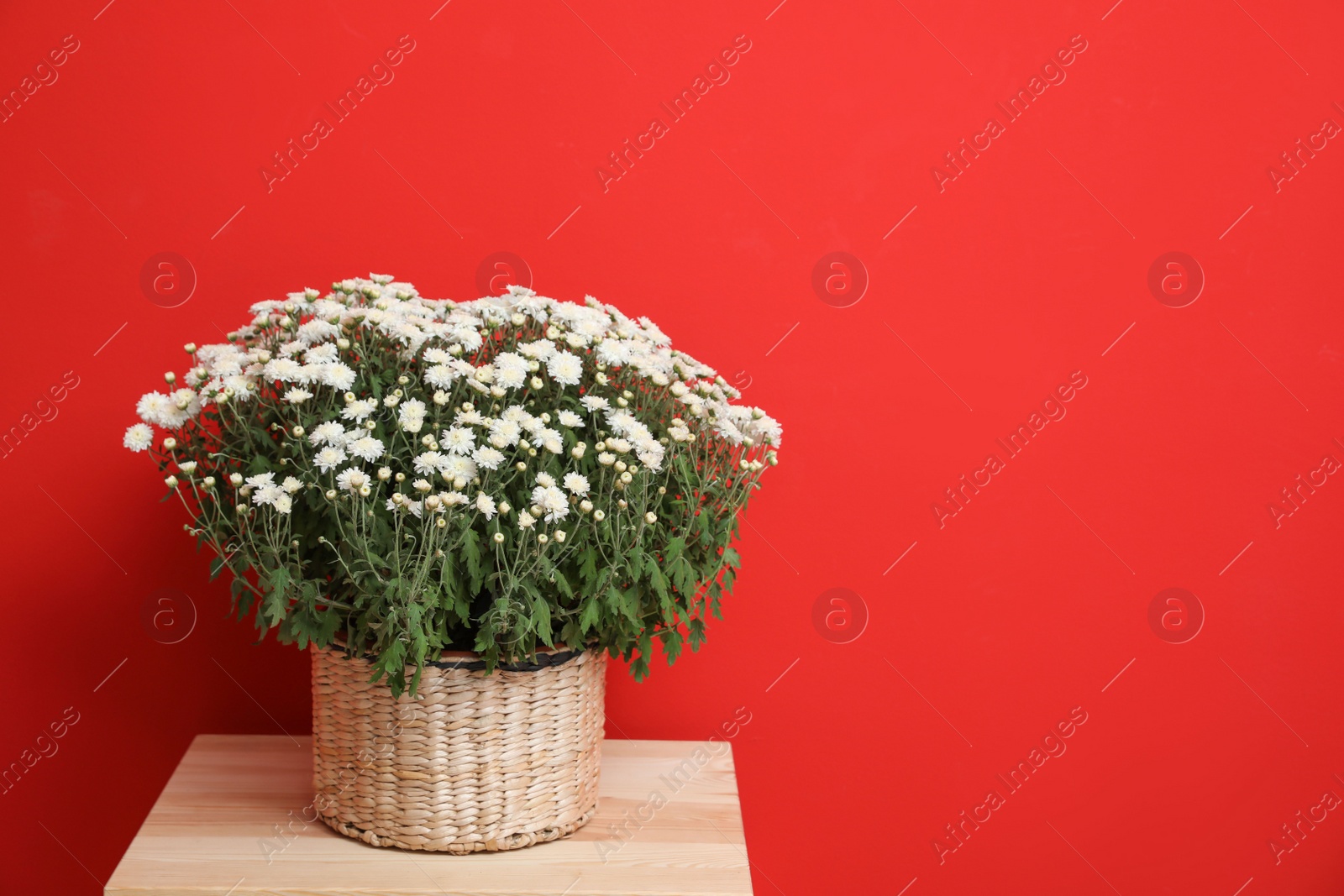 Photo of Pot with beautiful chrysanthemum flowers on wooden table against red background. Space for text