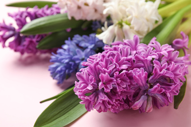 Beautiful spring hyacinth flowers on pink background, closeup