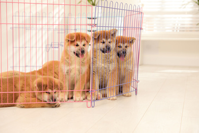Photo of Cute Akita Inu puppies in playpen indoors. Baby animals