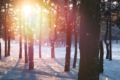 Image of Amazing winter morning. Beautiful forest covered with snow