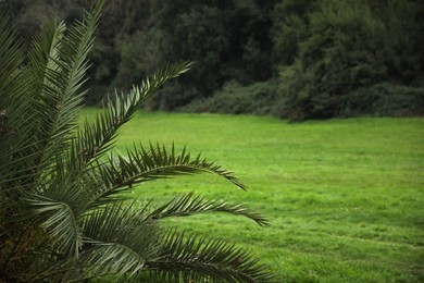Photo of Picturesque view of beautiful green palm tree in park