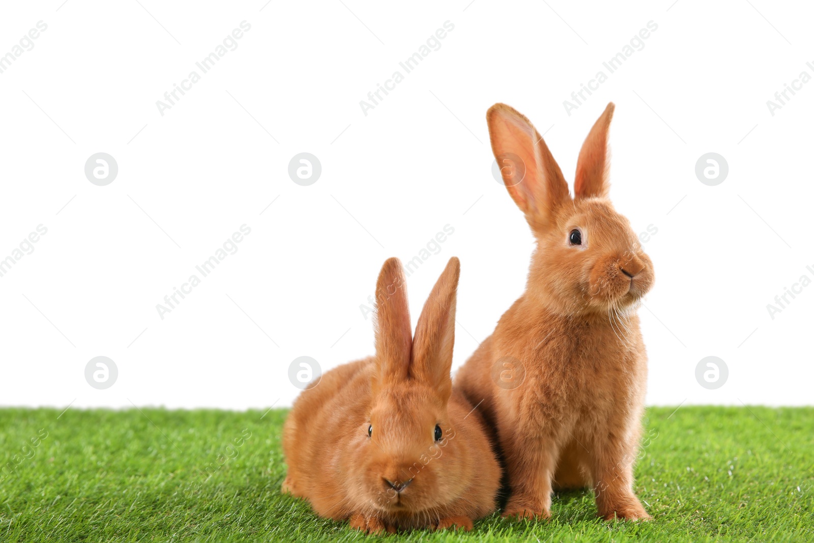 Photo of Cute bunnies on green grass against white background. Easter symbol