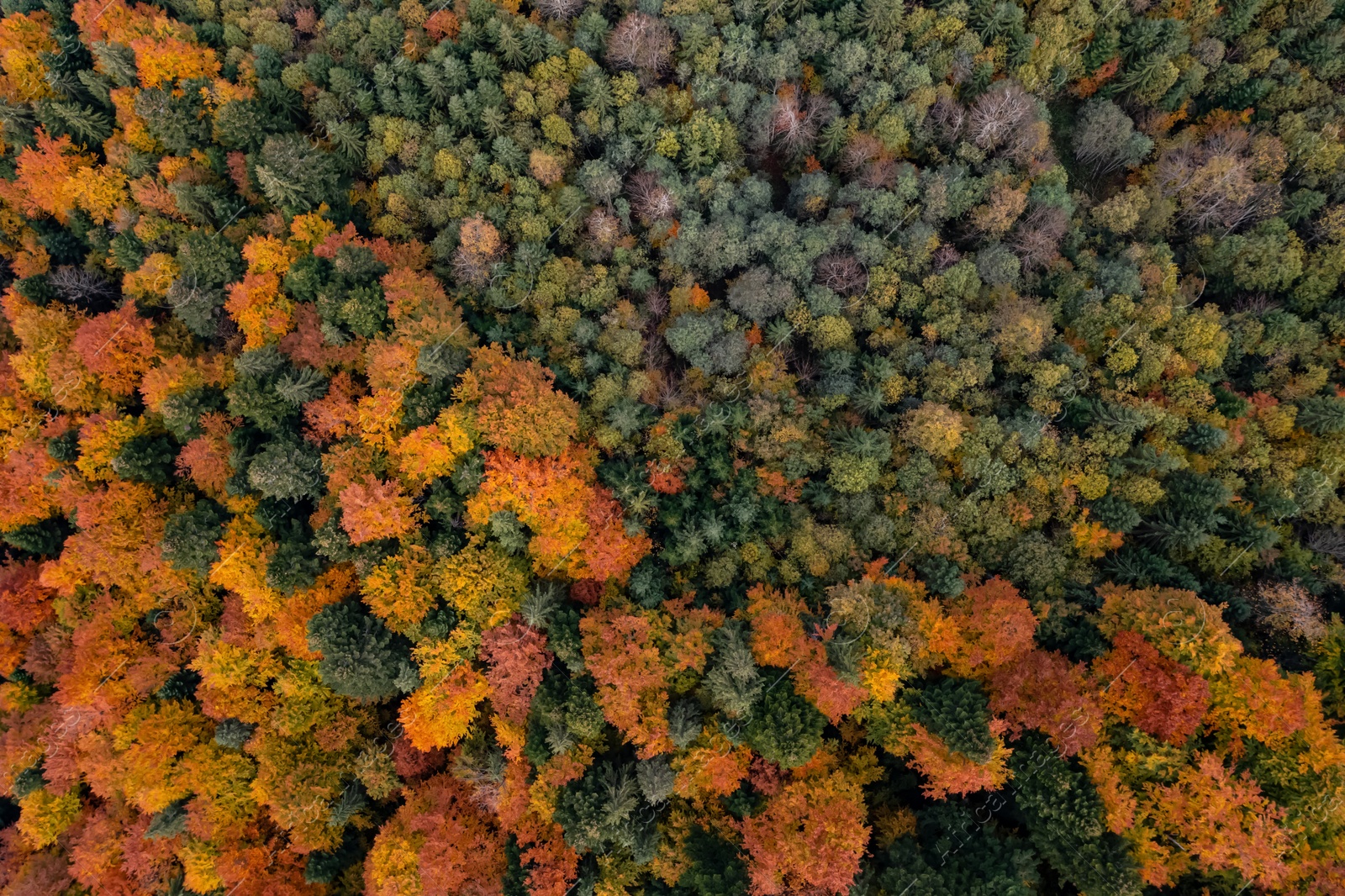 Image of Aerial view of beautiful forest on autumn day