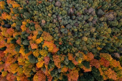 Aerial view of beautiful forest on autumn day