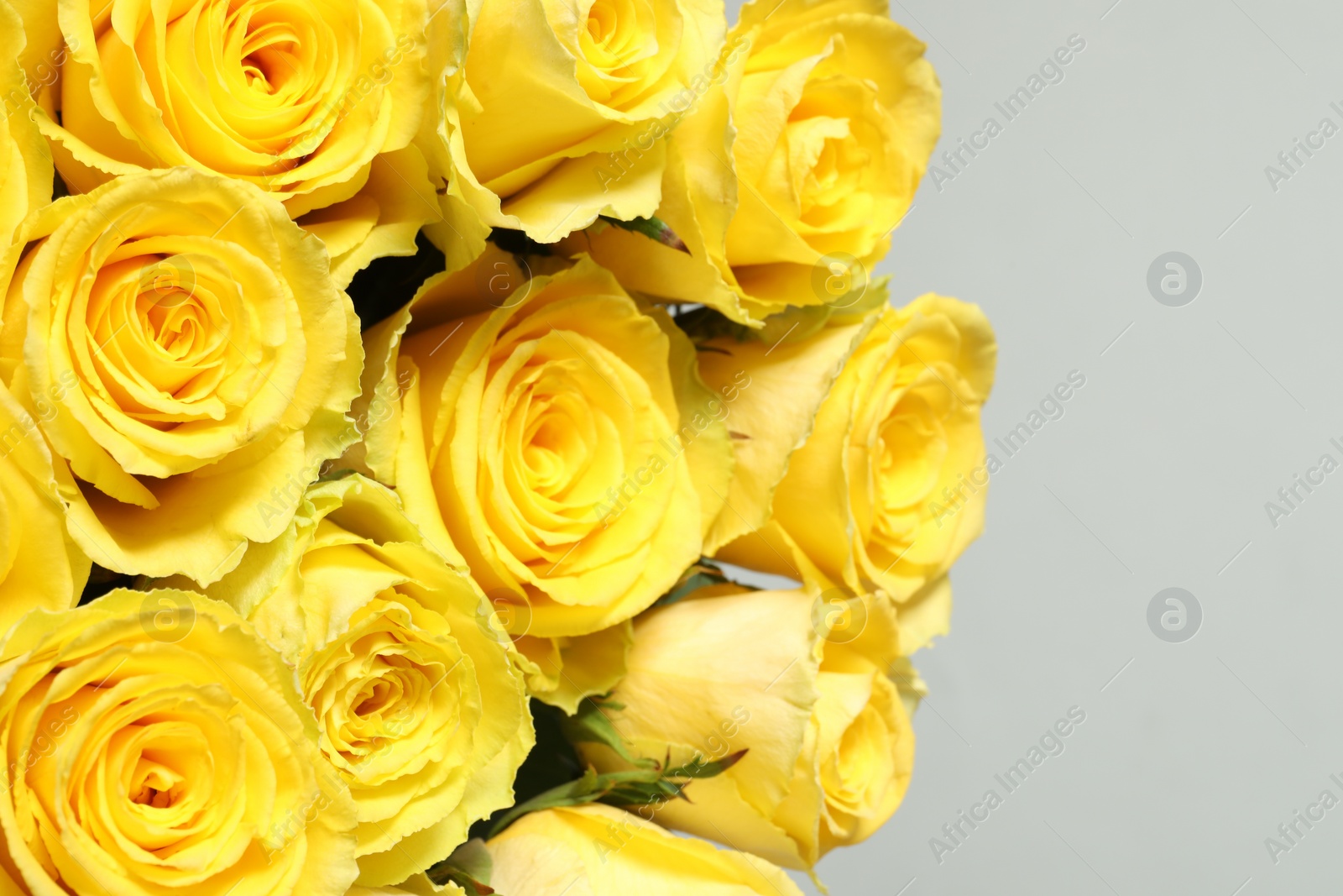 Photo of Beautiful bouquet of yellow roses on light grey background, closeup. Space for text
